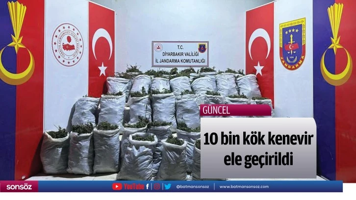 10 bin kök kenevir ele geçirildi