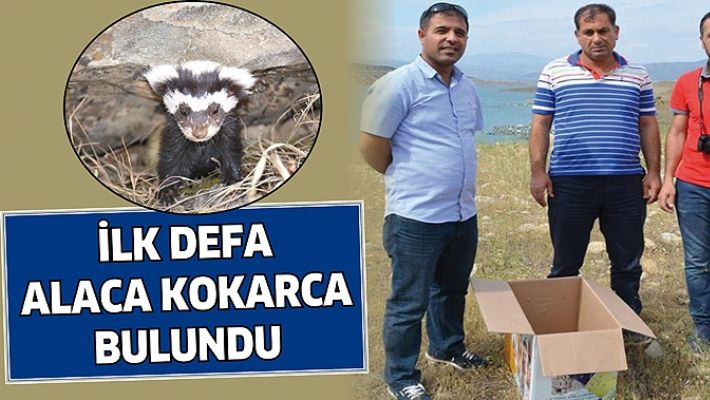 BATMAN’DA İLK DEFA ALACA KOKARCA BULUNDU