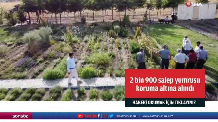 2 bin 900 salep yumrusu koruma altına alındı