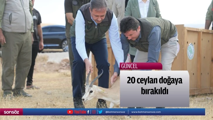 20 ceylan doğaya bırakıldı