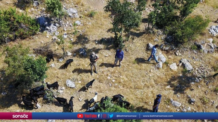 20 küçükbaş hayvan dron yardımıyla bulundu