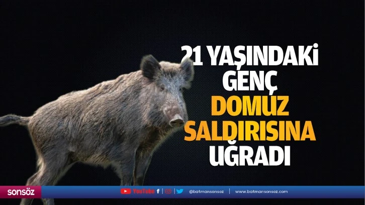 21 yaşındaki genç, domuz saldırısına uğradı