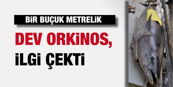 BİR BUÇUK METRELİK DEV ORKİNOS, İLGİ ÇEKTİ