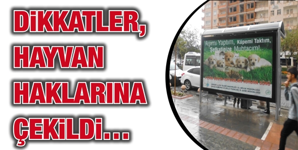 DİKKATLER, HAYVAN HAKLARINA ÇEKİLDİ…