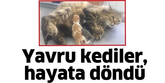 YAVRU KEDİLER, HAYATA DÖNDÜ