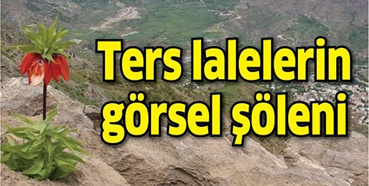 TERS LALELERİN GÖRSEL ŞÖLENİ