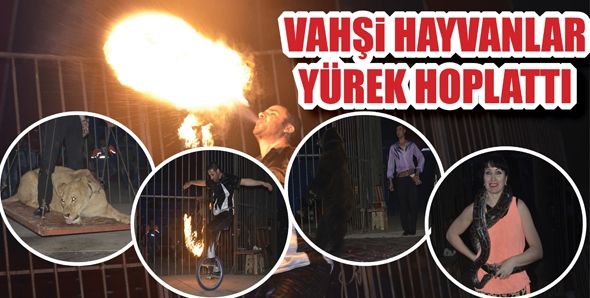 VAHŞİ HAYVANLAR YÜREK HOPLATIYOR