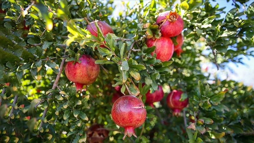 Adıyaman'da narda hasat dönemi