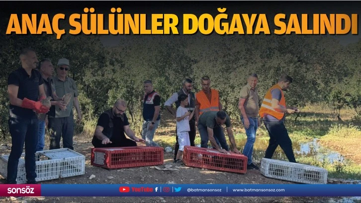 Anaç sülünler doğaya salındı