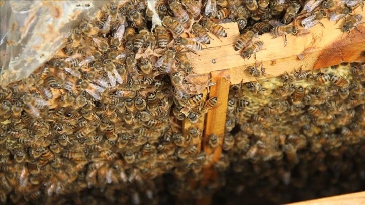 Arıcılar zengin florası nedeniyle Erciyes Dağı eteklerini tercih ediyor