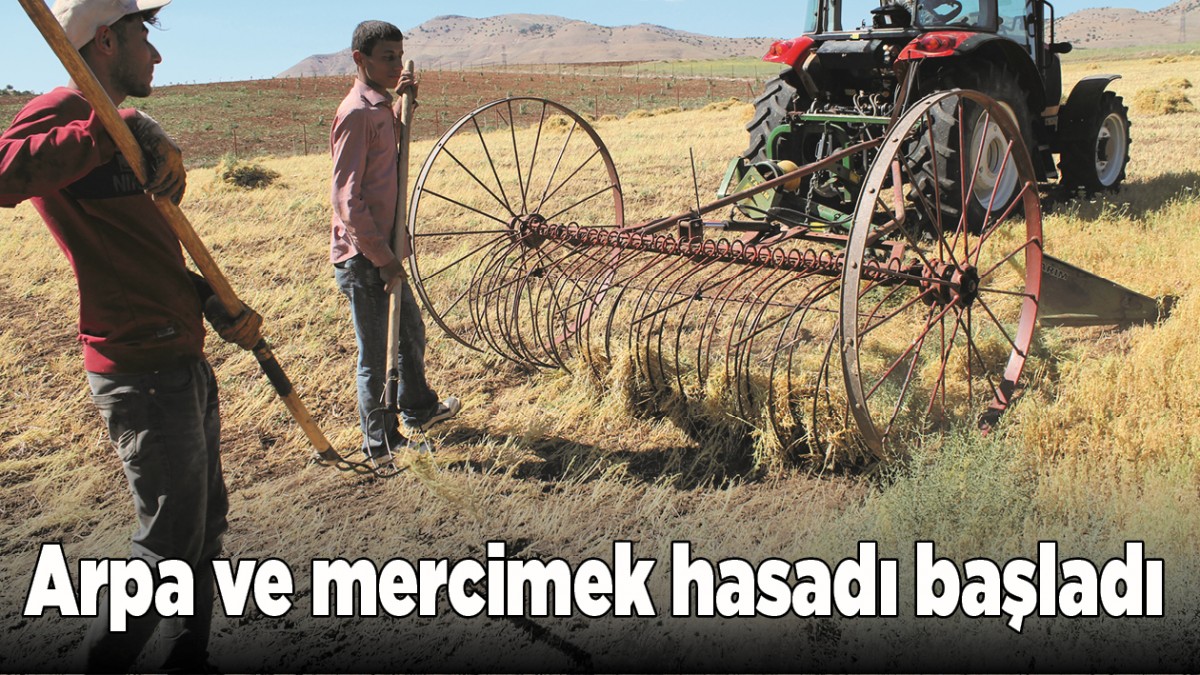 ARPA VE MERCİMEK HASADI BAŞLADI