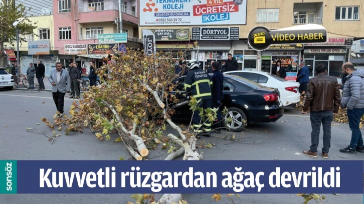 BATMAN'DA KUVVETLİ RÜZGARDAN AĞAÇ DEVRİLDİ