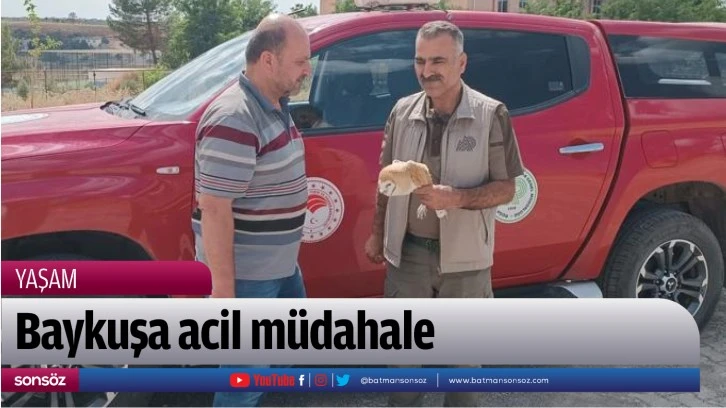 Baykuşa acil müdahale