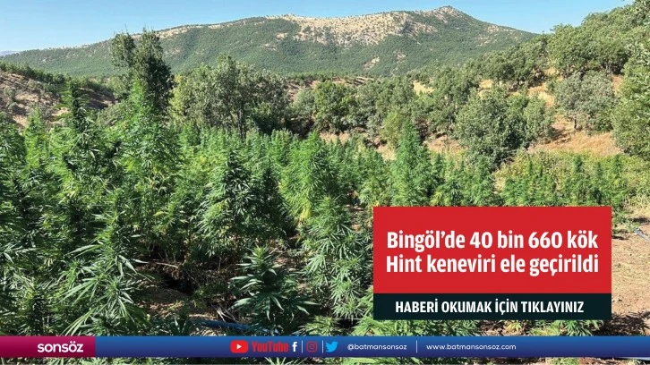 Bingöl'de 40 bin 660 kök Hint keneviri ele geçirildi