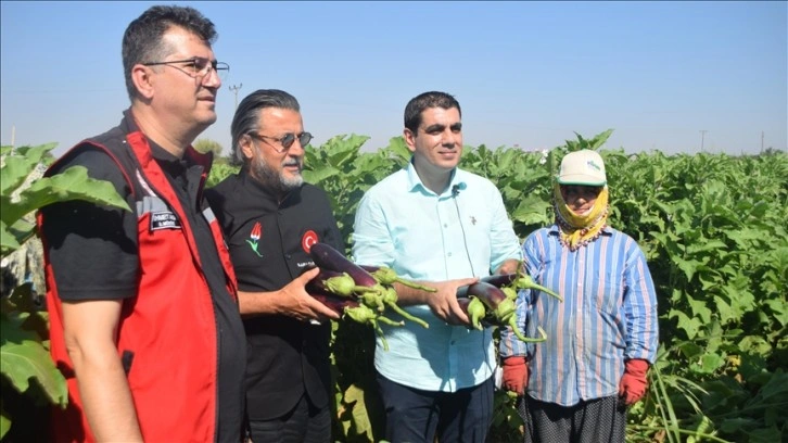 Birecik Patlıcanı Hasadı Yapıldı