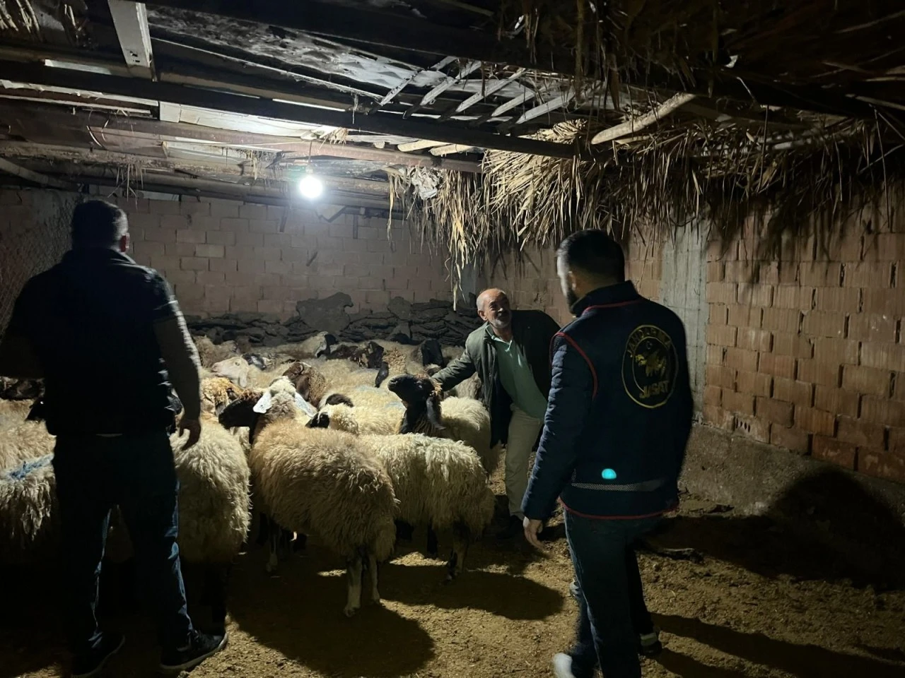 Çalınan hayvan sürüsünü jandarma buldu