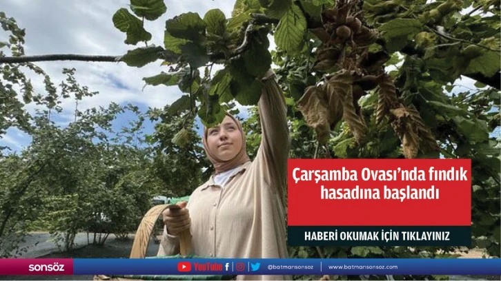 Çarşamba Ovası’nda fındık hasadına başlandı