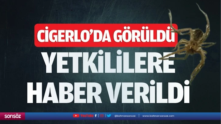 Cigerlo’da görüldü yetkililere haber verildi