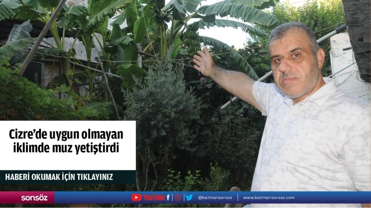 Cizre'de uygun olmayan iklimde muz yetiştirdi