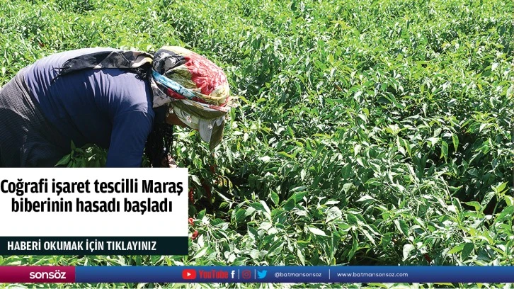 Coğrafi işaret tescilli Maraş biberinin hasadı başladı