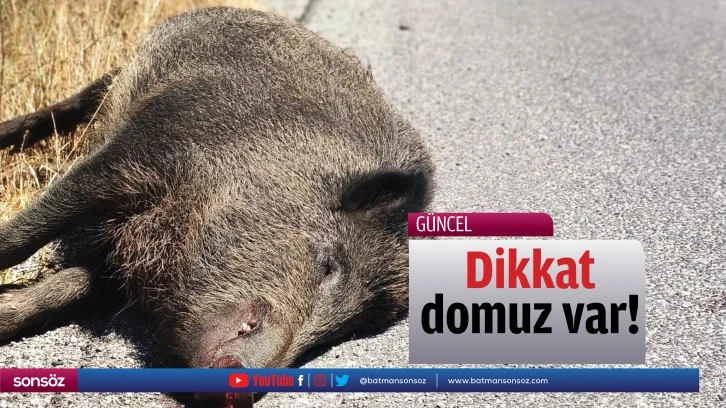 Dikkat domuz var