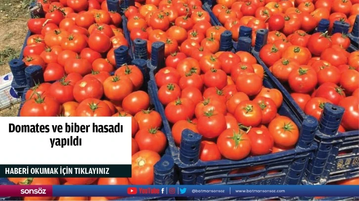 Domates ve biber hasadı yapıldı