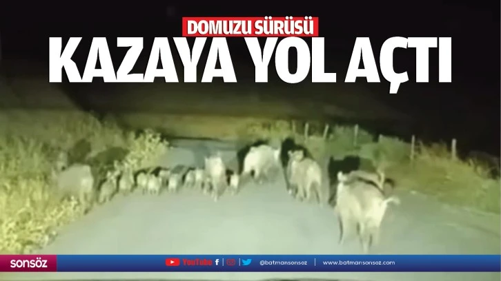 Domuzu sürüsü kazaya yol açtı