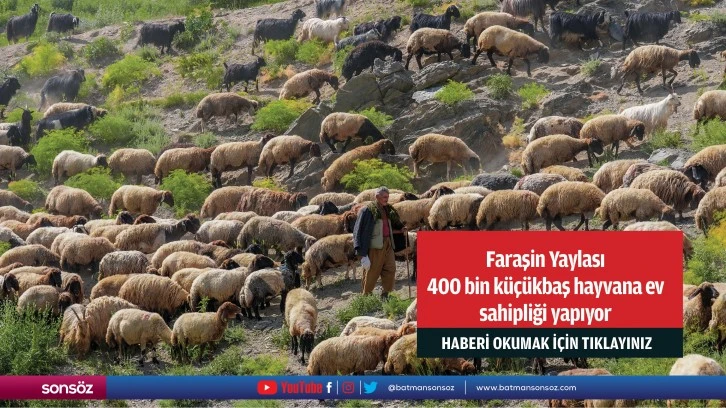 Faraşin Yaylası 400 bin küçükbaş hayvana ev sahipliği yapıyor