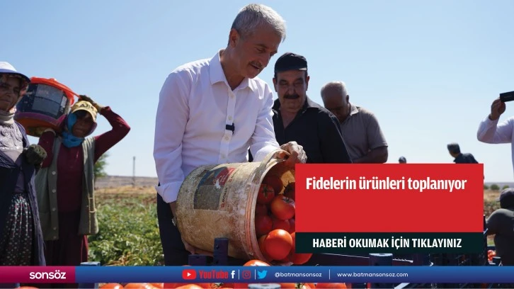 Fidelerin ürünleri toplanıyor