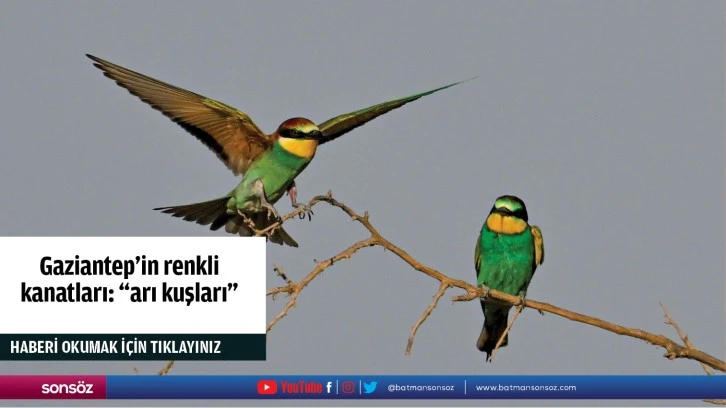 Gaziantep’in renkli kanatları: "arı kuşları"