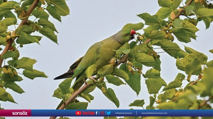 Gaziantep'in tropik kuşları "Yeşil Papağanlar"