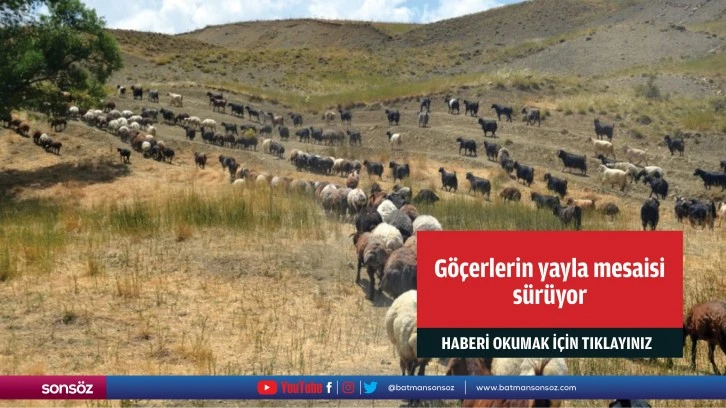 Göçerlerin yayla mesaisi sürüyor