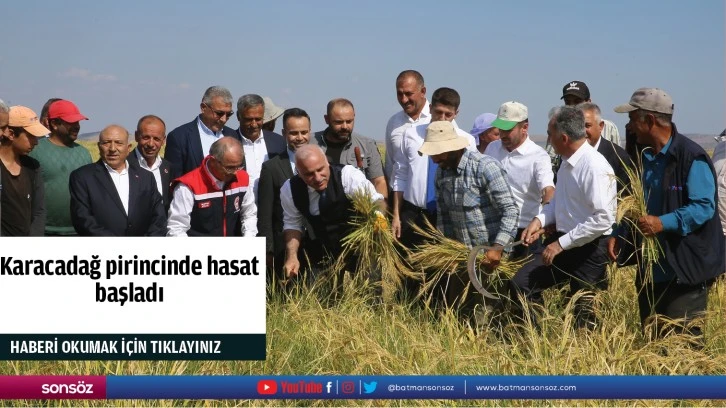 Karacadağ pirincinde hasat başladı