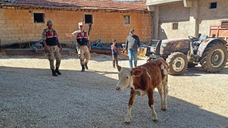 Kaybolan büyükbaş hayvan jandarma tarafından bulundu