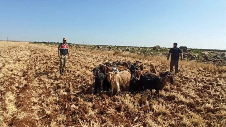 Kaybolan hayvanları jandarma buldu