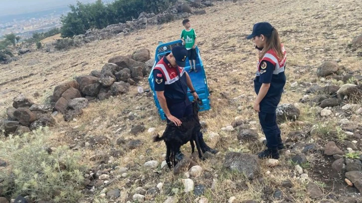 Kaybolan keçiyi jandarma buldu