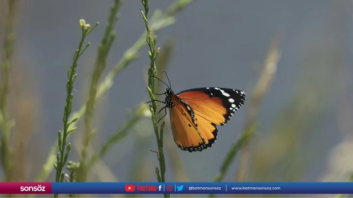 Kelebekler, Diyarbakır'ın doğasını süslüyor