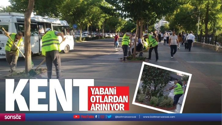 Kent yabani otlardan arınıyor