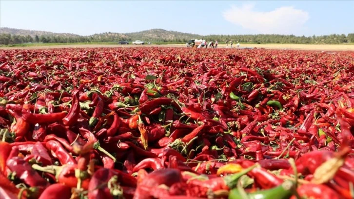 Kilis'te kırmızı biberde hasat ve kurutma mesaisi başladı