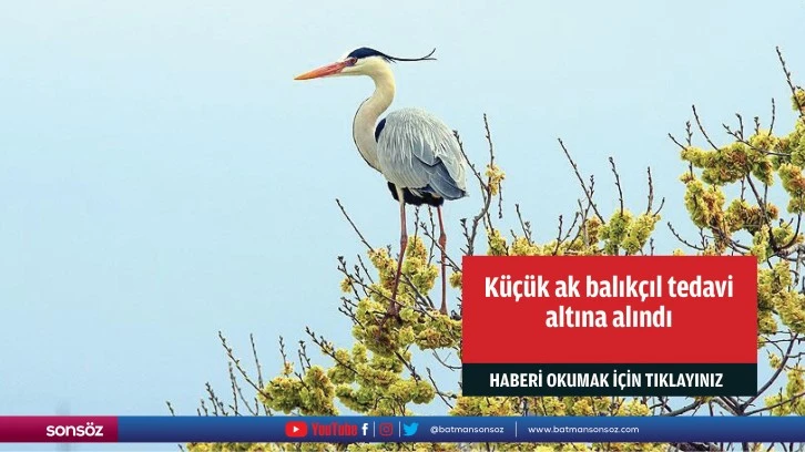 Küçük ak balıkçıl tedavi altına alındı