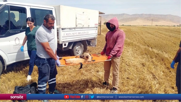 Mardin'de ayaklarını biçerdövere kaptıran köpek yaralandı