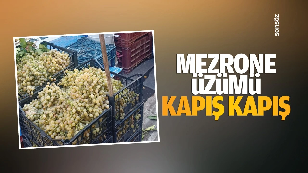 Mezrone üzümü kapış kapış…