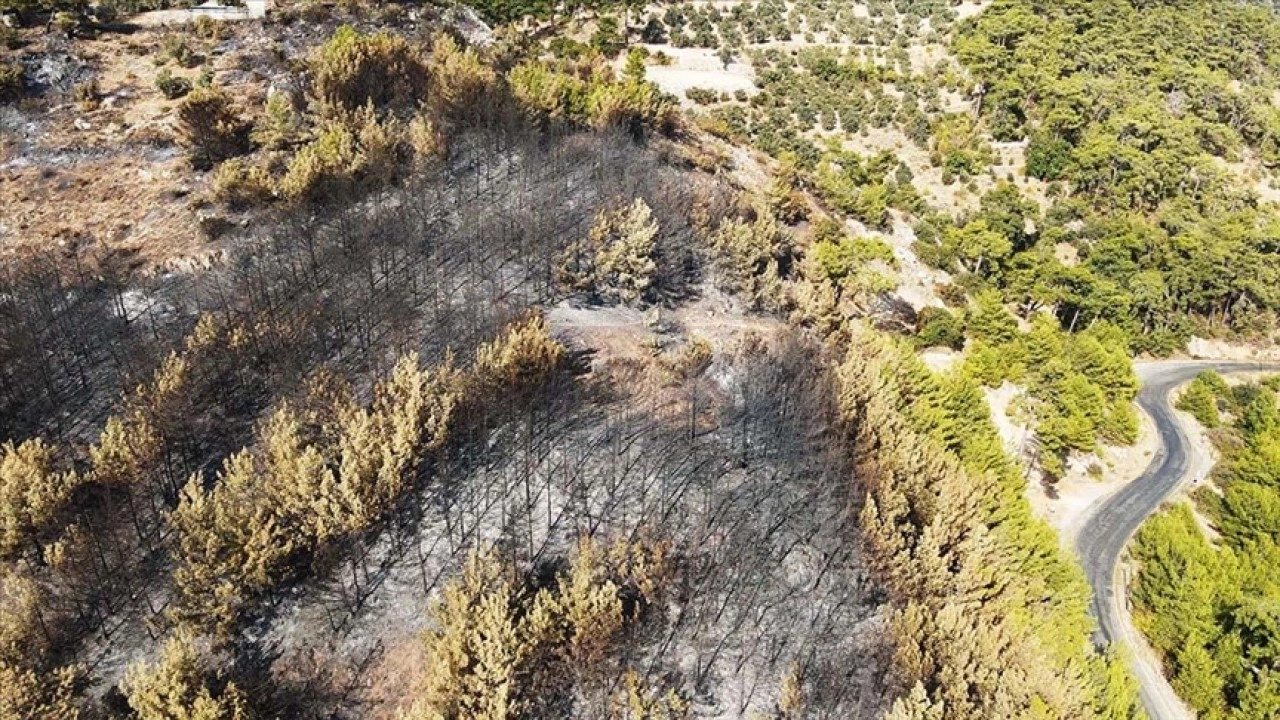 Muğla Turnalı Mahallesi'nde Orman Yangınında Son Durum