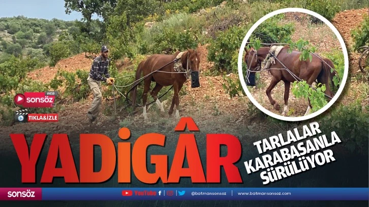 Yadigâr tarlalar, karabasanla sürülüyor