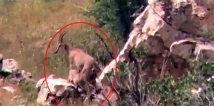 Nesli tükenmekte olan yaban keçileri görüntülendi