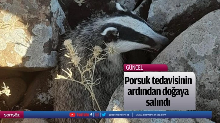 Porsuk tedavisinin ardından doğaya salındı