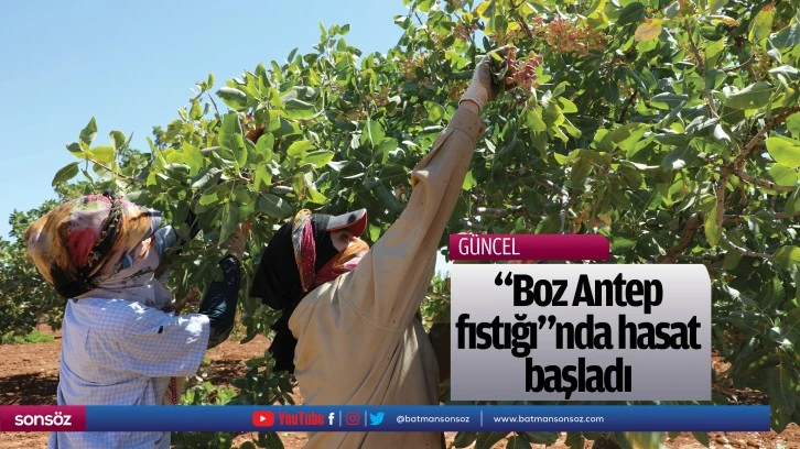 &quot;Boz Antep fıstığı&quot;nda hasat başladı