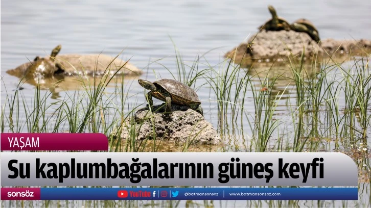 Su kaplumbağalarının güneş keyfi