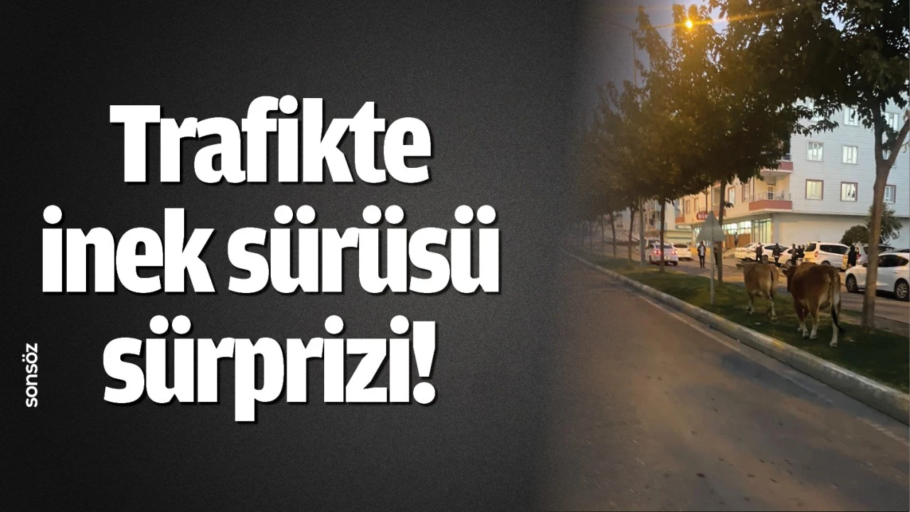 Trafikte inek sürüsü sürprizi!