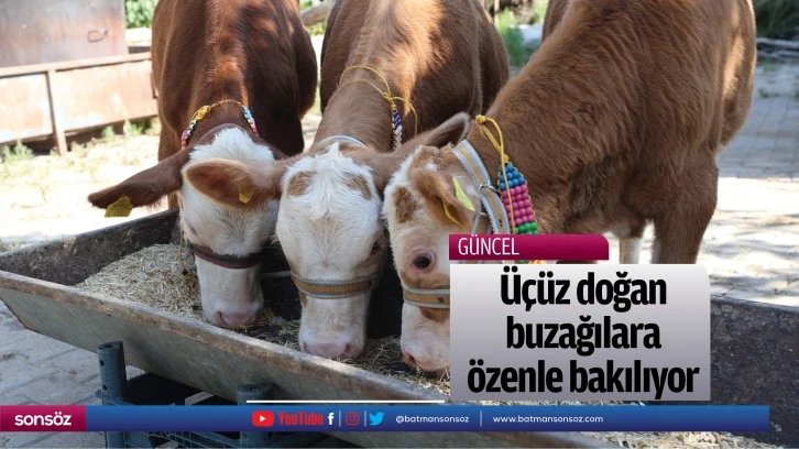 Üçüz doğan buzağılara özenle bakılıyor